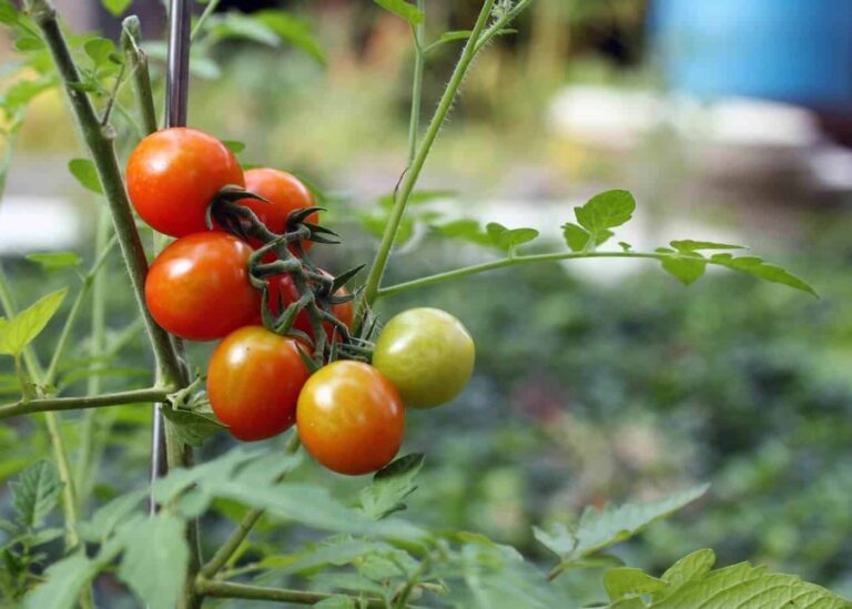Tomat, busk