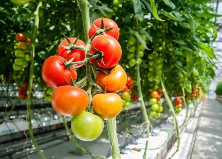 Tomat, högväxande