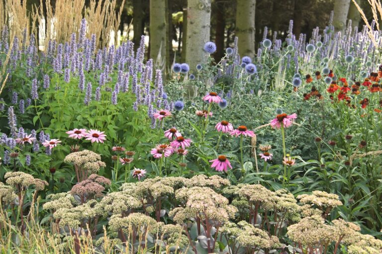 20 lättodlade perenner