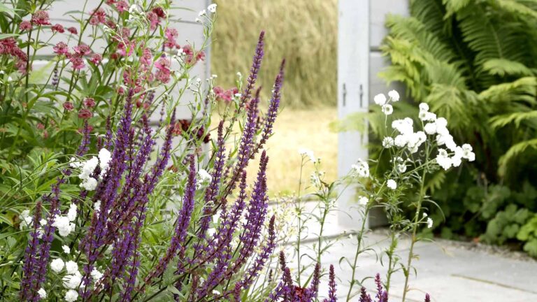 Perenner för alla lägen – torrt, fuktigt, sol eller skugga