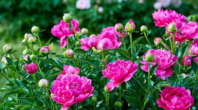 10 vackra perenner som är omöjliga att döda